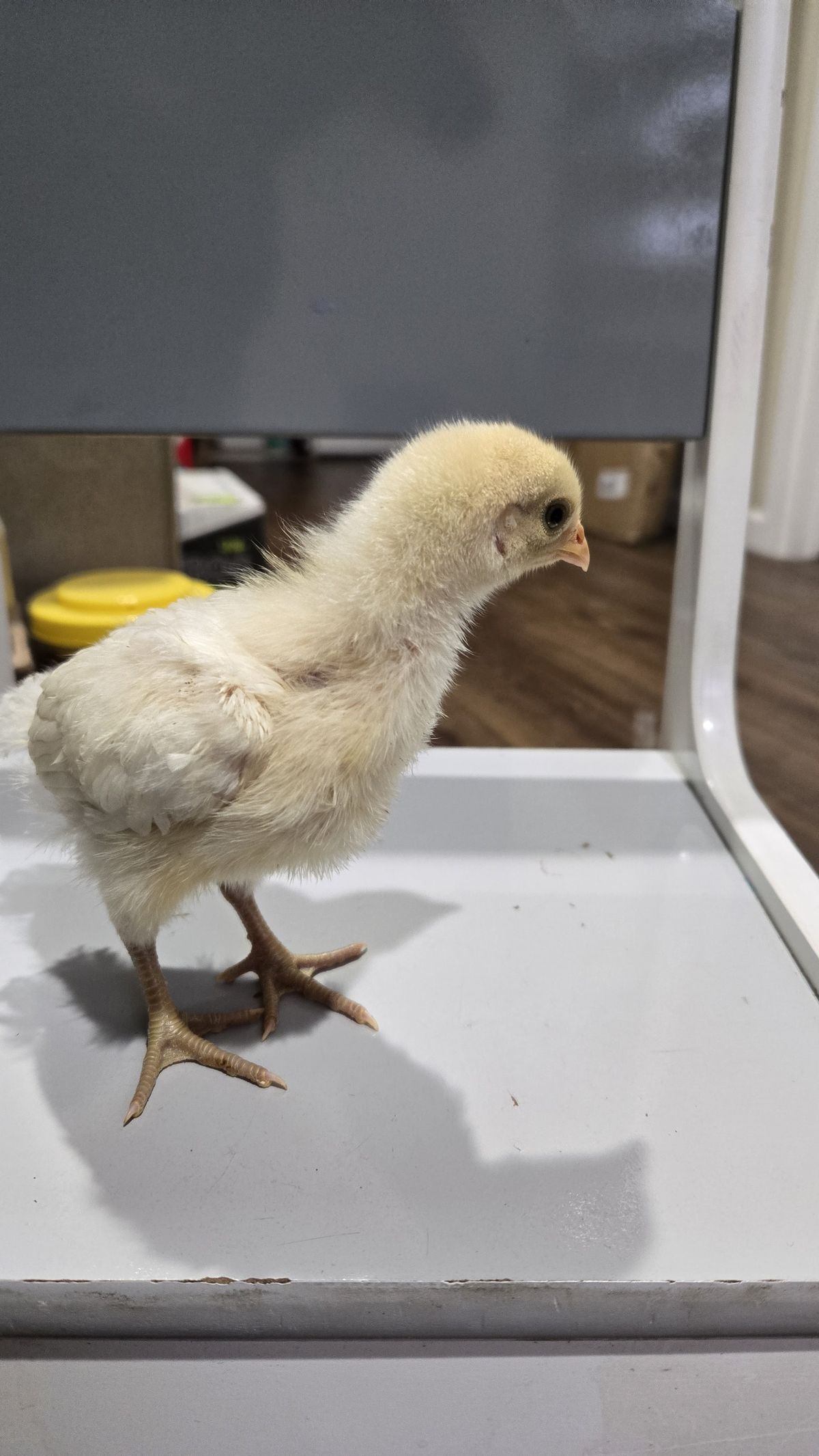 A fluffy yellow chick