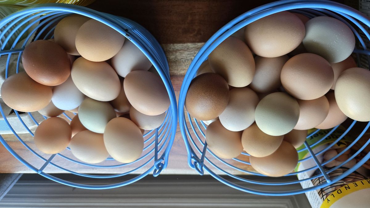 Two blue wire baskets filled with brown, cream and green eggs